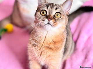 Scottish Fold cats High quality TICA pedigree kittens - Advert 16