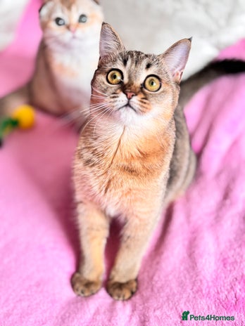 Scottish Fold cats High quality TICA pedigree kittens - Advert 15