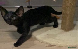 Oriental cats for sale: Oriental kitten - Image 19