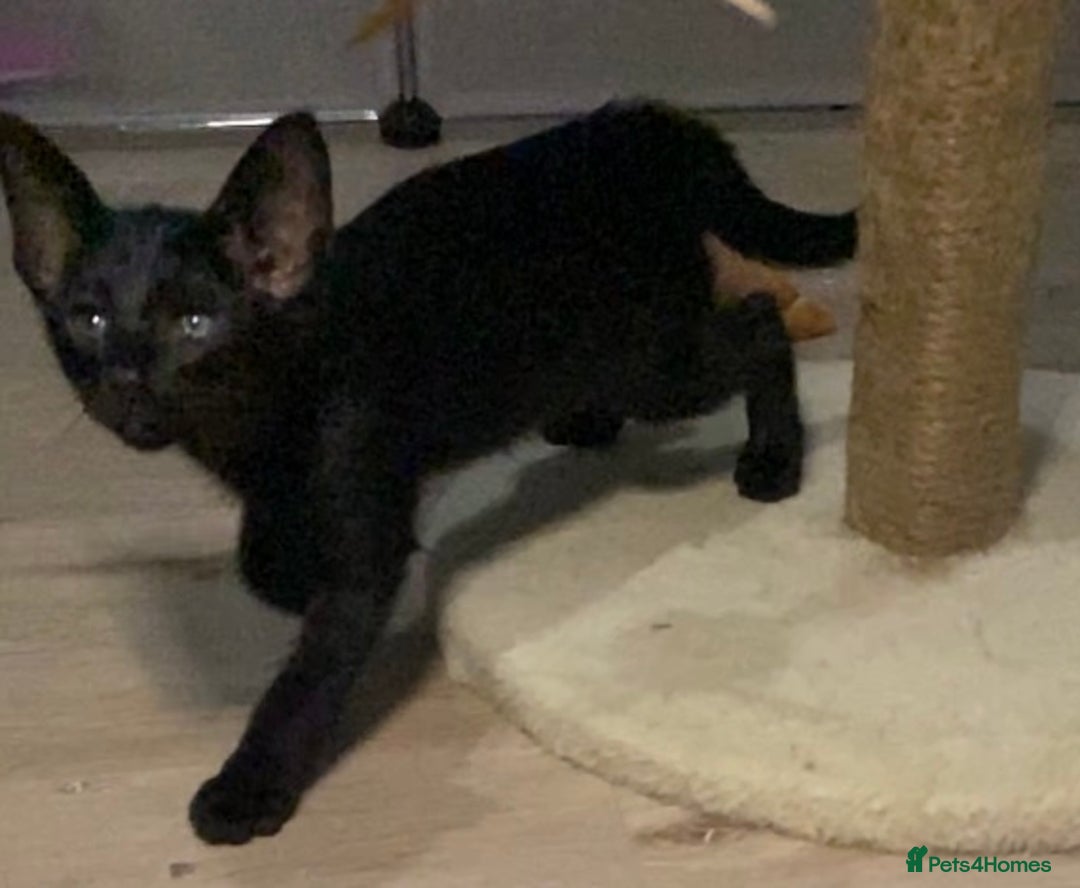 Oriental cats for sale: Oriental kitten - Image 19