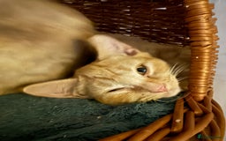 British Shorthair cats for sale: Gccf reg Cheeky British x Devon Rex kittens - Image 5