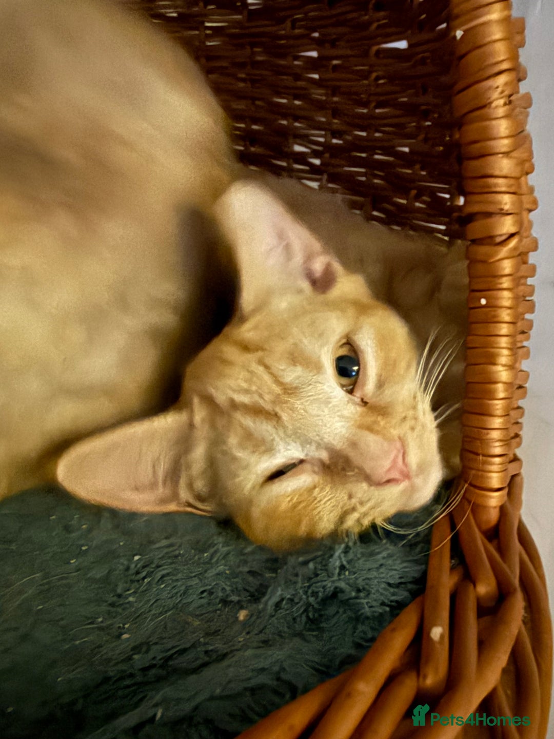 British Shorthair cats for sale: Gccf reg Cheeky British x Devon Rex kittens - Image 5