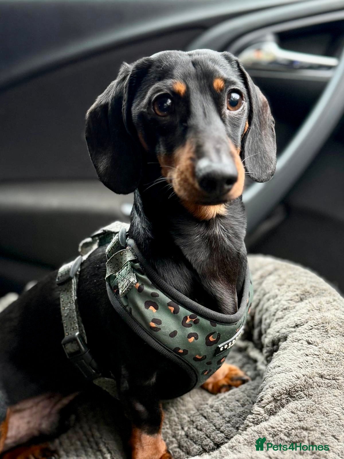 Miniature Dachshund dogs KC Reg Miniature smooth haired Dachshund for stud - Advert 1