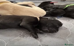 Labrador Retriever dogs for sale: KC Registered Health Tested Working Labs - Image 7