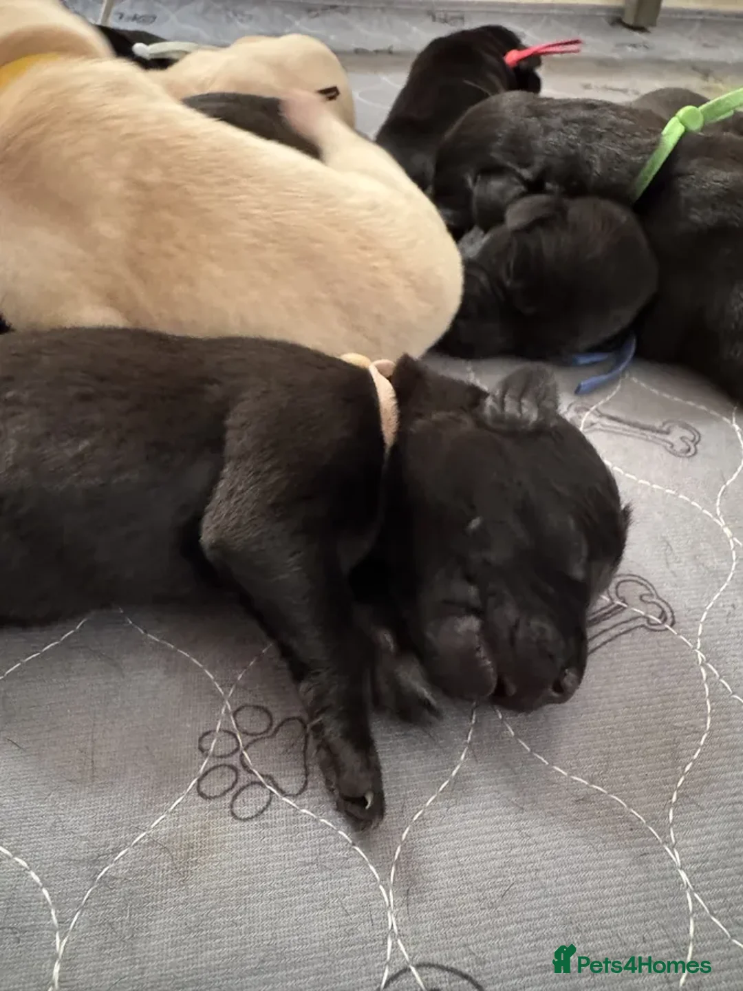 Labrador Retriever dogs for sale: KC Registered Health Tested Working Labs - Image 7