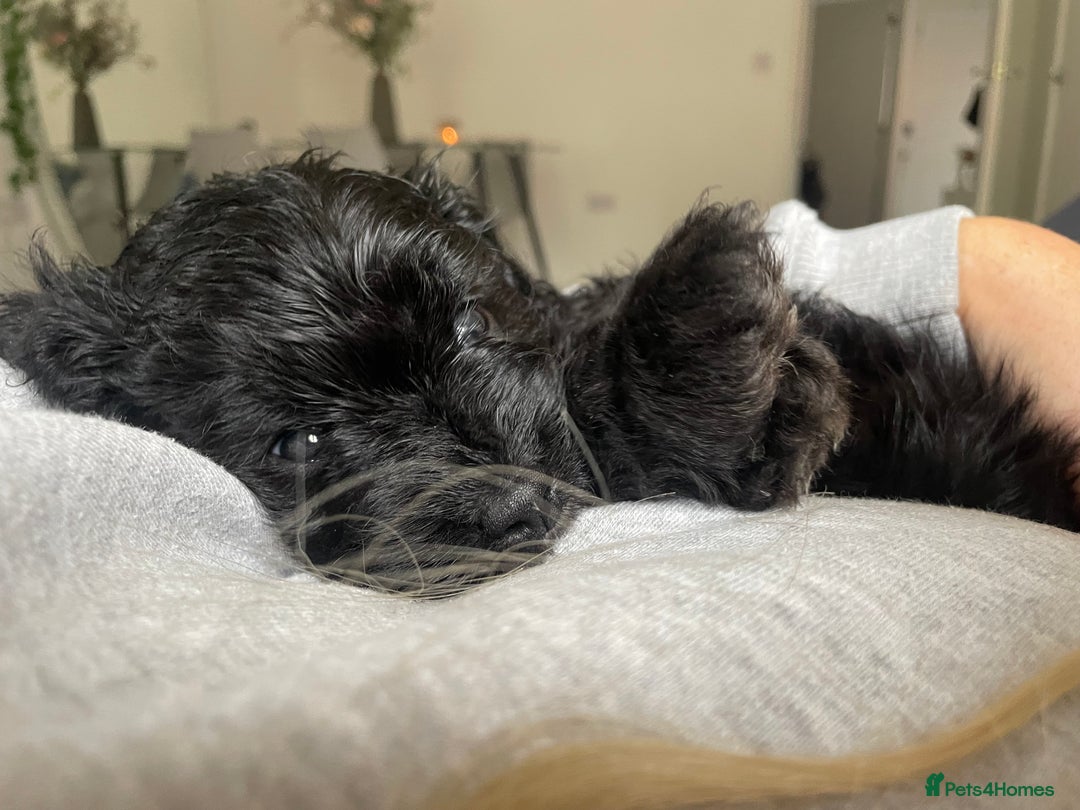 Cavapoo dogs for sale: BEAUTIFUL Toy Cavapoos! - Image 13