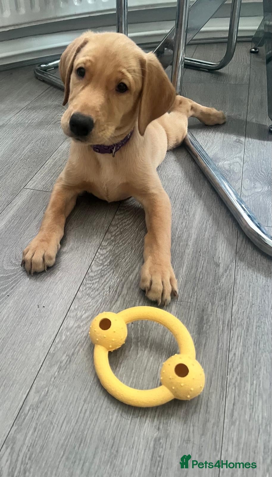 Labrador Retriever dogs 1 Girl! Adorable KC Labrador Puppies - Advert 1