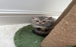 British Longhair cats for sale: Scottish Straights Longhair and Shorthair - Image 23