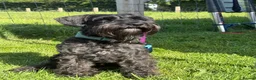 Cocker Spaniel dogs for sale: Gorgeous Schnocker puppies - Advert 23