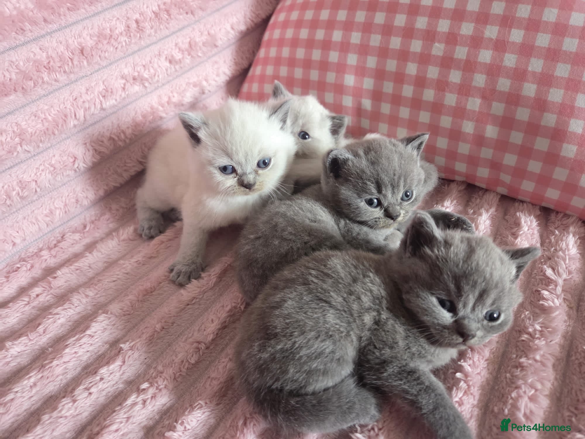 British Shorthair cats 4 Gorgeous bsh boys available 🤍 - Advert 4