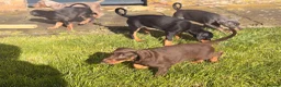 Dobermann dogs for sale: Doberman kennel club registered  - Advert 18