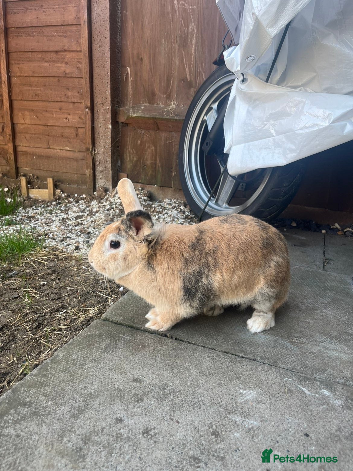 Mixed Breed rabbits Female rabbit for sale! - Advert 3