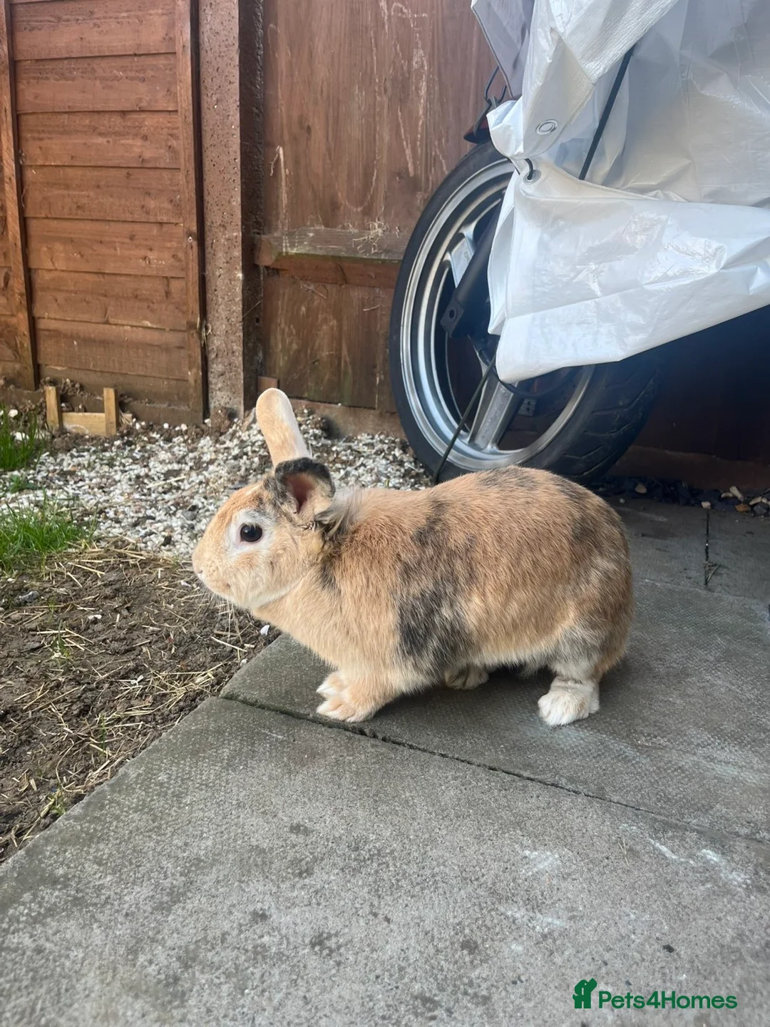Mixed Breed rabbits for sale: Female rabbit for sale! - Advert 1