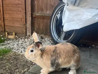Mixed Breed rabbits Female rabbit for sale! - Advert 3