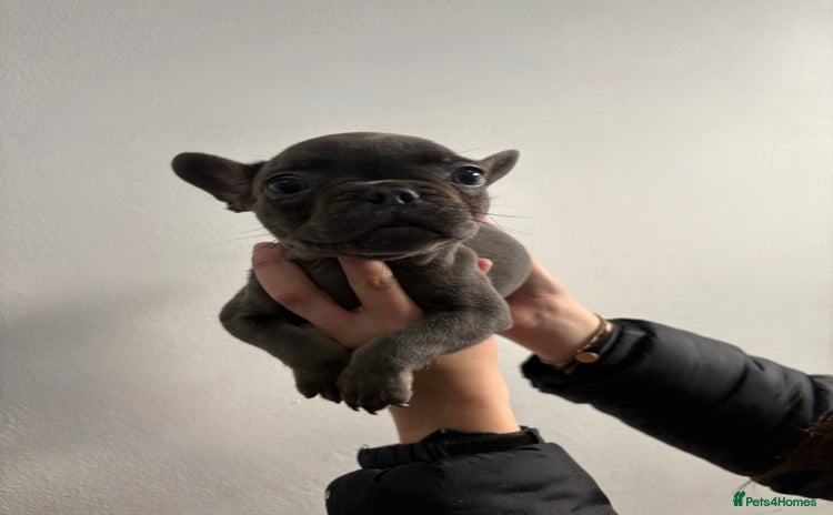 French Bulldog dogs French bulldogs🐶 - Advert 1