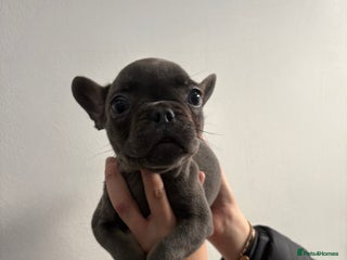 French Bulldog dogs French bulldogs🐶 - Advert 1