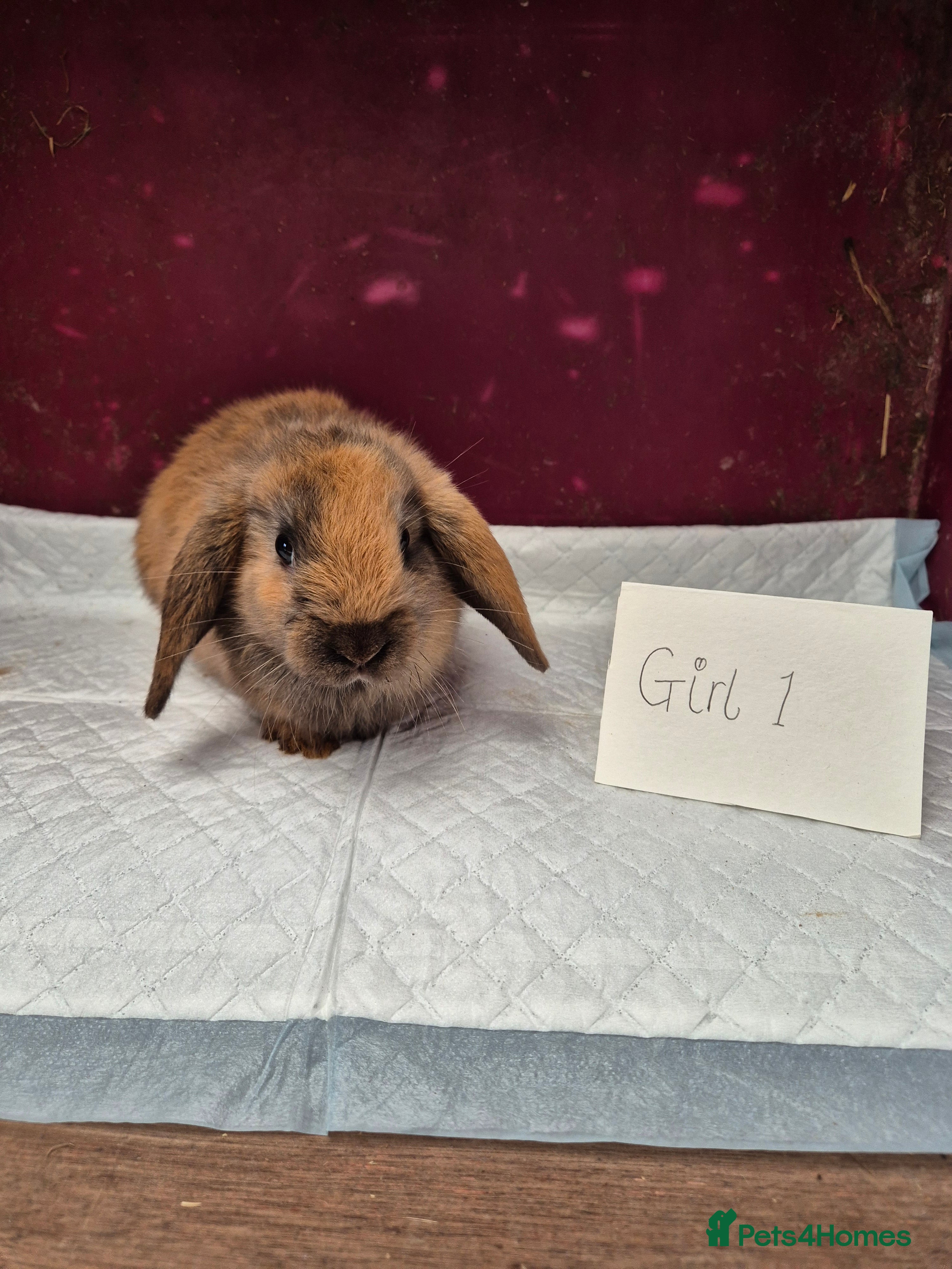 Mini Lop rabbits Bunnies looking for new homes - Advert 12