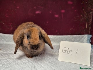 Mini Lop rabbits Bunnies looking for new homes - Advert 12