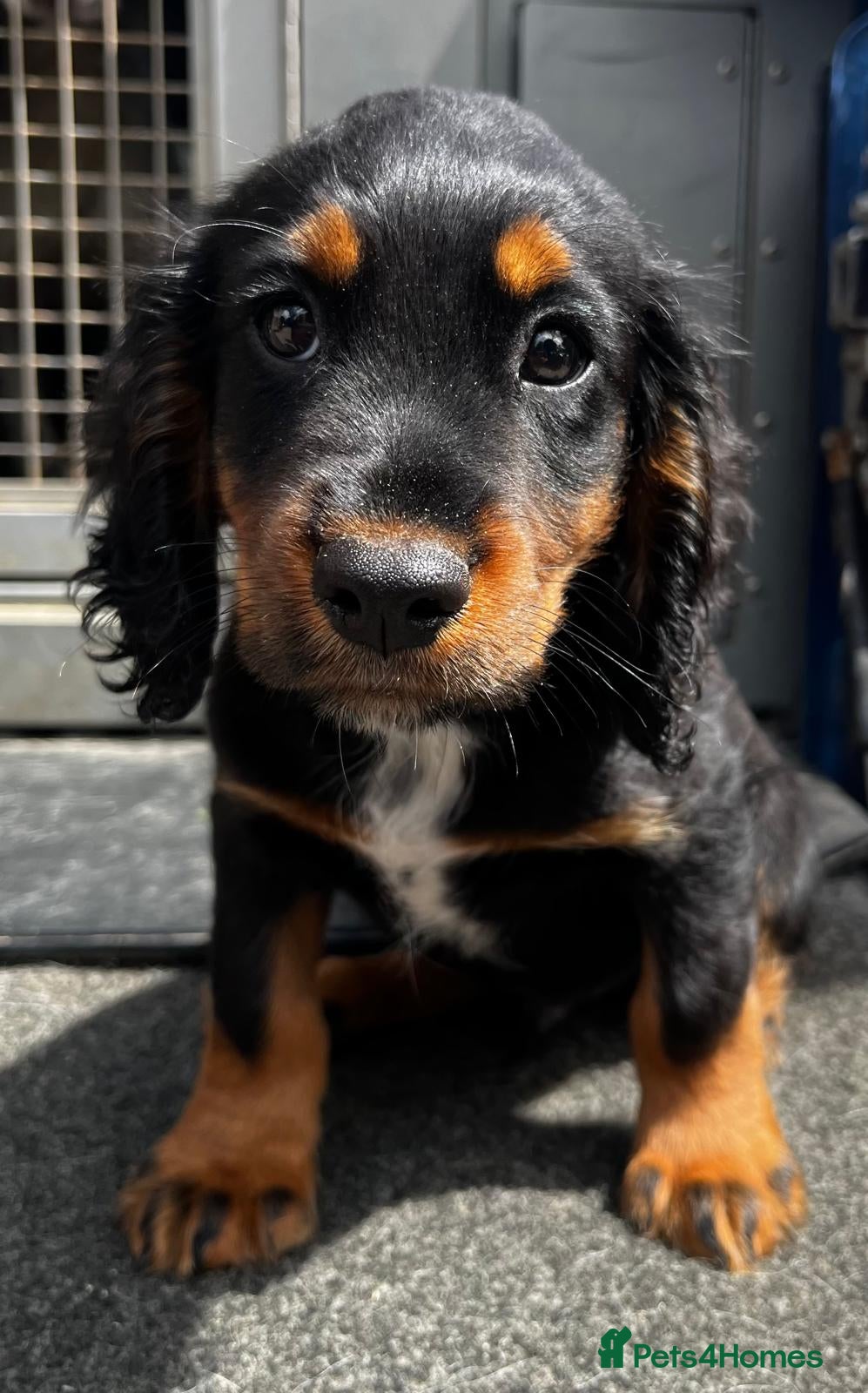 Cocker Spaniel dogs Black and Tan cocker Spaniel  - Advert 13
