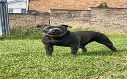 Staffordshire Bull Terrier dogs for sale: 💥READY TO LEAVE NOW 💥 PURE BLUE STAFFS PUPS🩵 in Barnsley - Image 11
