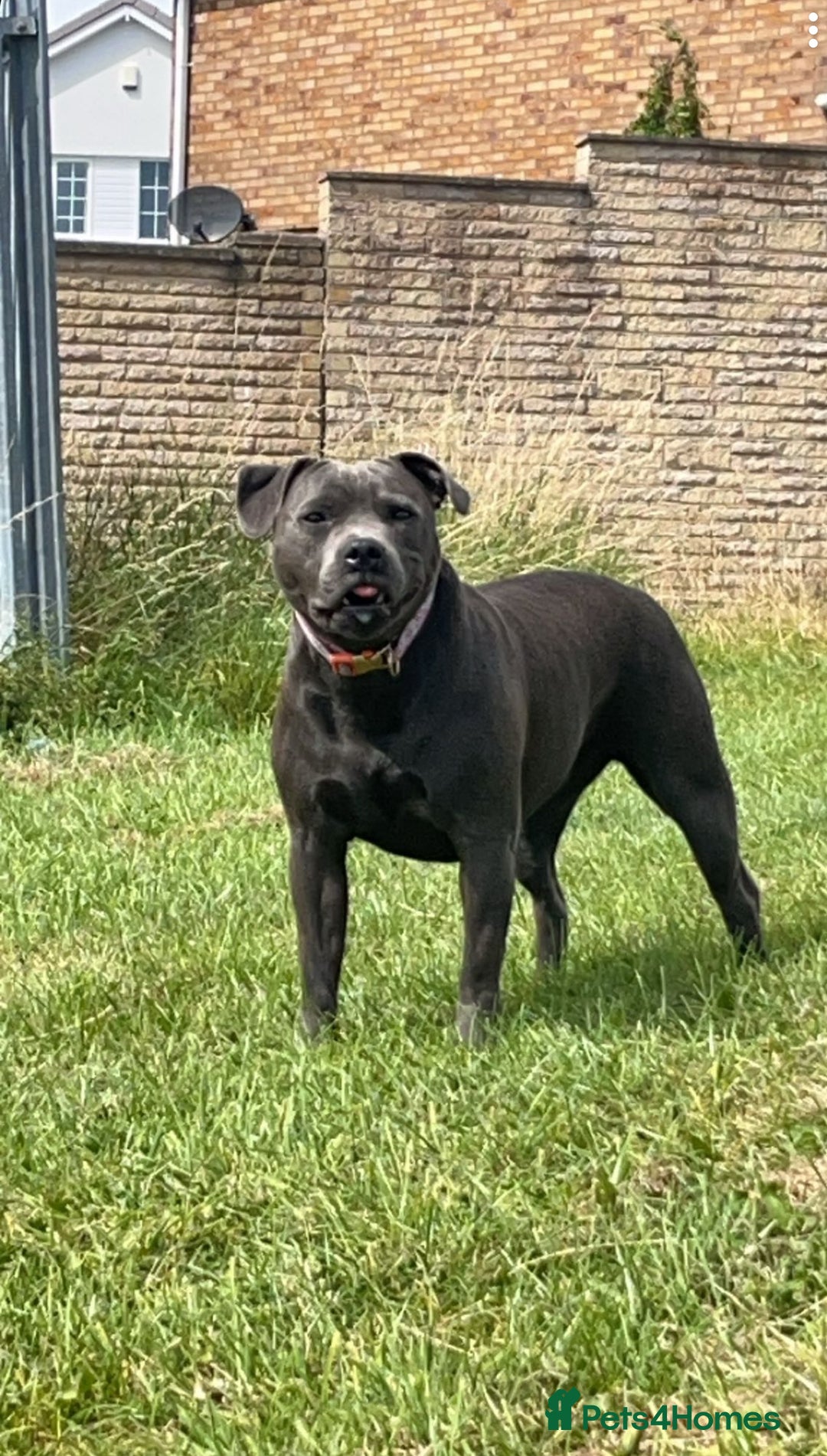 Staffordshire Bull Terrier dogs for sale: 💥READY TO LEAVE NOW 💥 PURE BLUE STAFFS PUPS🩵 in Barnsley - Image 11