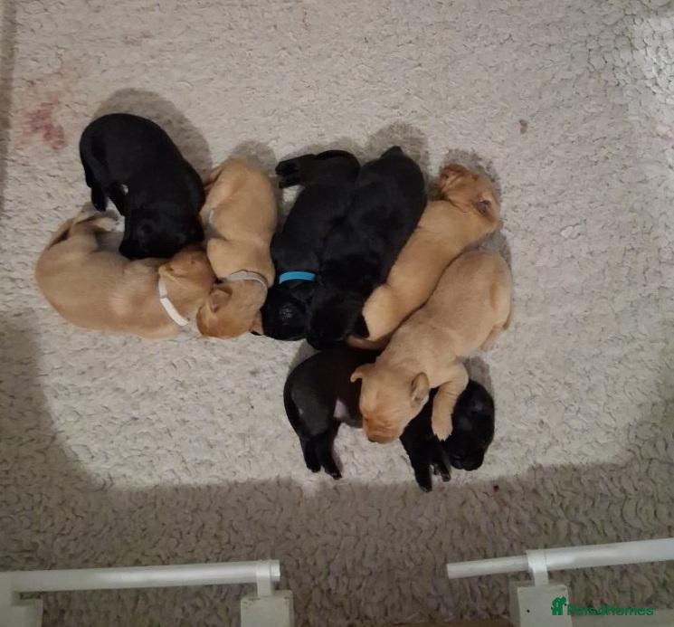 Labrador Retriever dogs Joyful Labrador Puppies Ready to Steal Your Heart - Advert 6