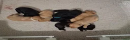 Labrador Retriever dogs for sale: Joyful Labrador Puppies Ready to Steal Your Heart - Advert 1