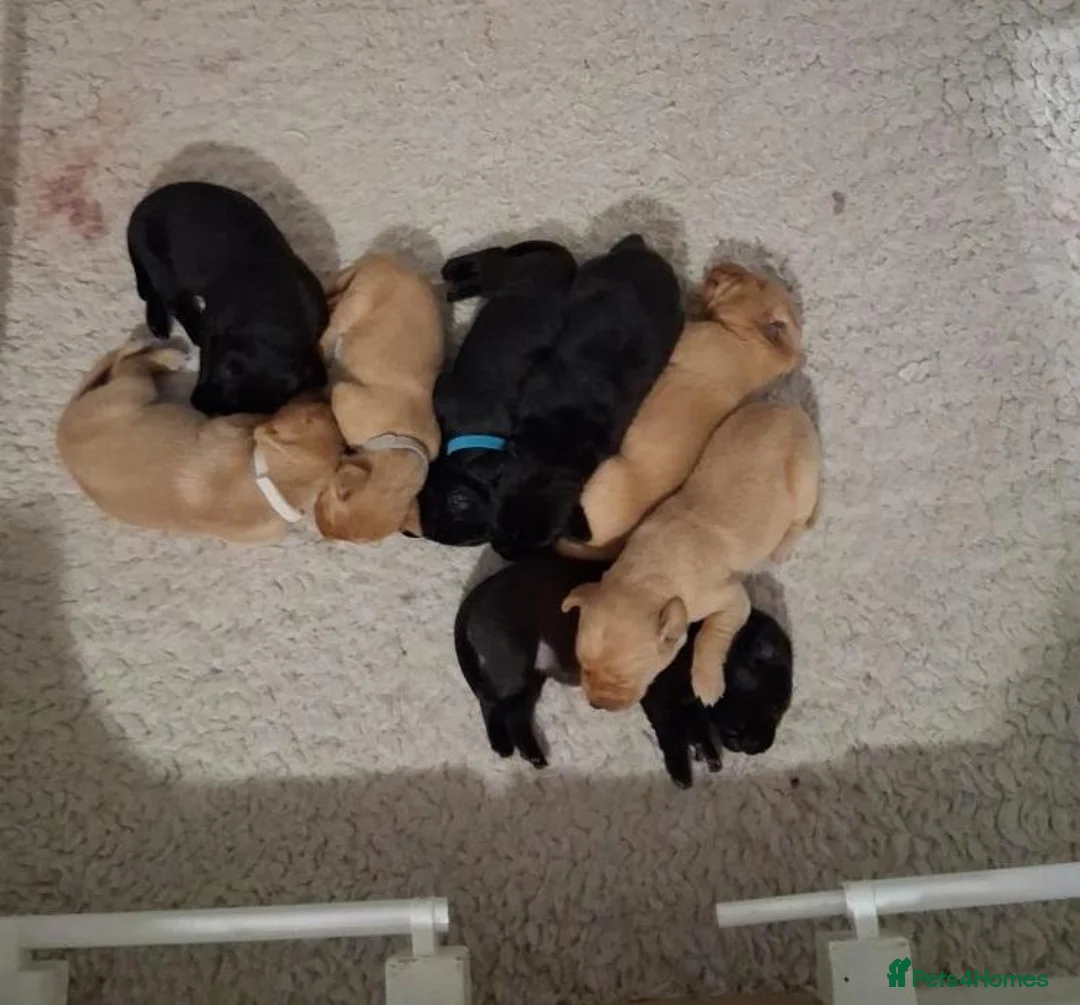 Labrador Retriever dogs for sale: Joyful Labrador Puppies Ready to Steal Your Heart - Advert 1
