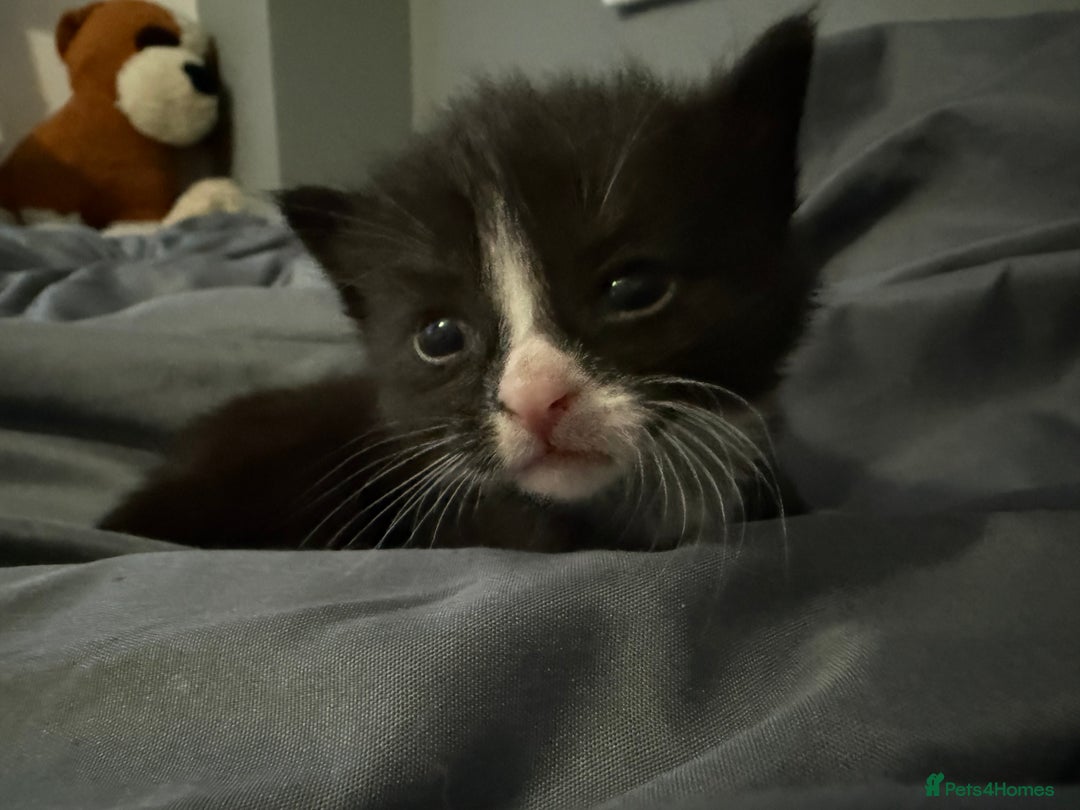 Mixed Breed cats for sale: Very social and friendly black and white kitten - Advert 1