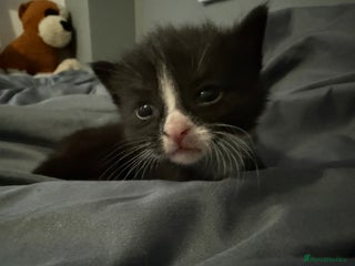 Mixed Breed cats Very social and friendly black and white kitten - Advert 1