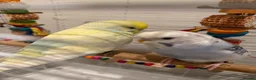Budgerigars birds for sale: Budgies Looking for a Loving Forever Home - Advert 5