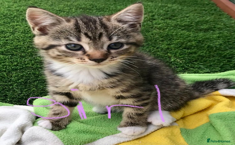 Mixed Breed cats - Advert 4