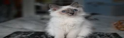 Birman cats for sale: GCCF Blue Point Birman girl (Only 1 Girl Left) - Advert 3
