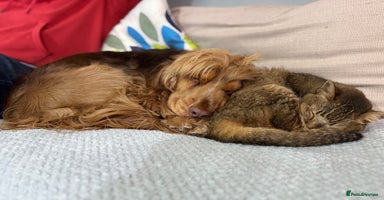 Cocker Spaniel dogs - Advert 4