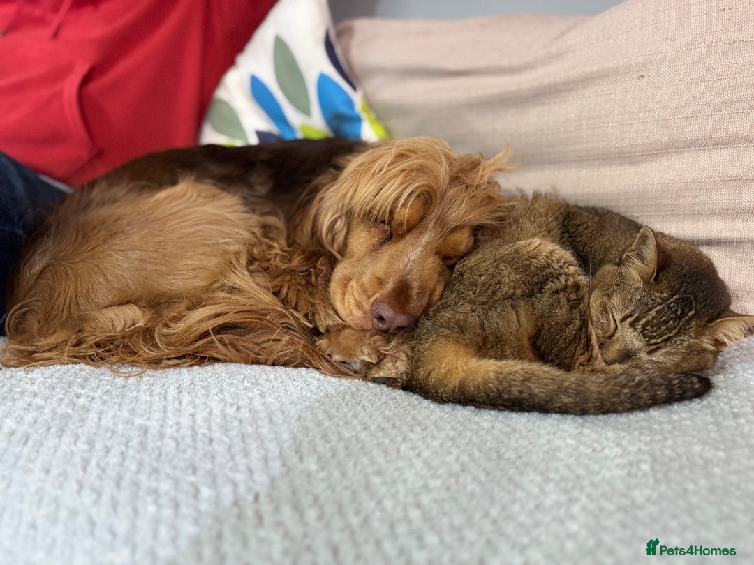 Cocker Spaniel dogs for sale: Fantastic Show / Working Cocker Spaniels - Advert 8