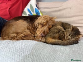 Cocker Spaniel dogs - Advert 4