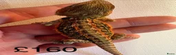 Bearded Dragon reptiles for sale: Beautiful baby bearded dragons  - Advert 2