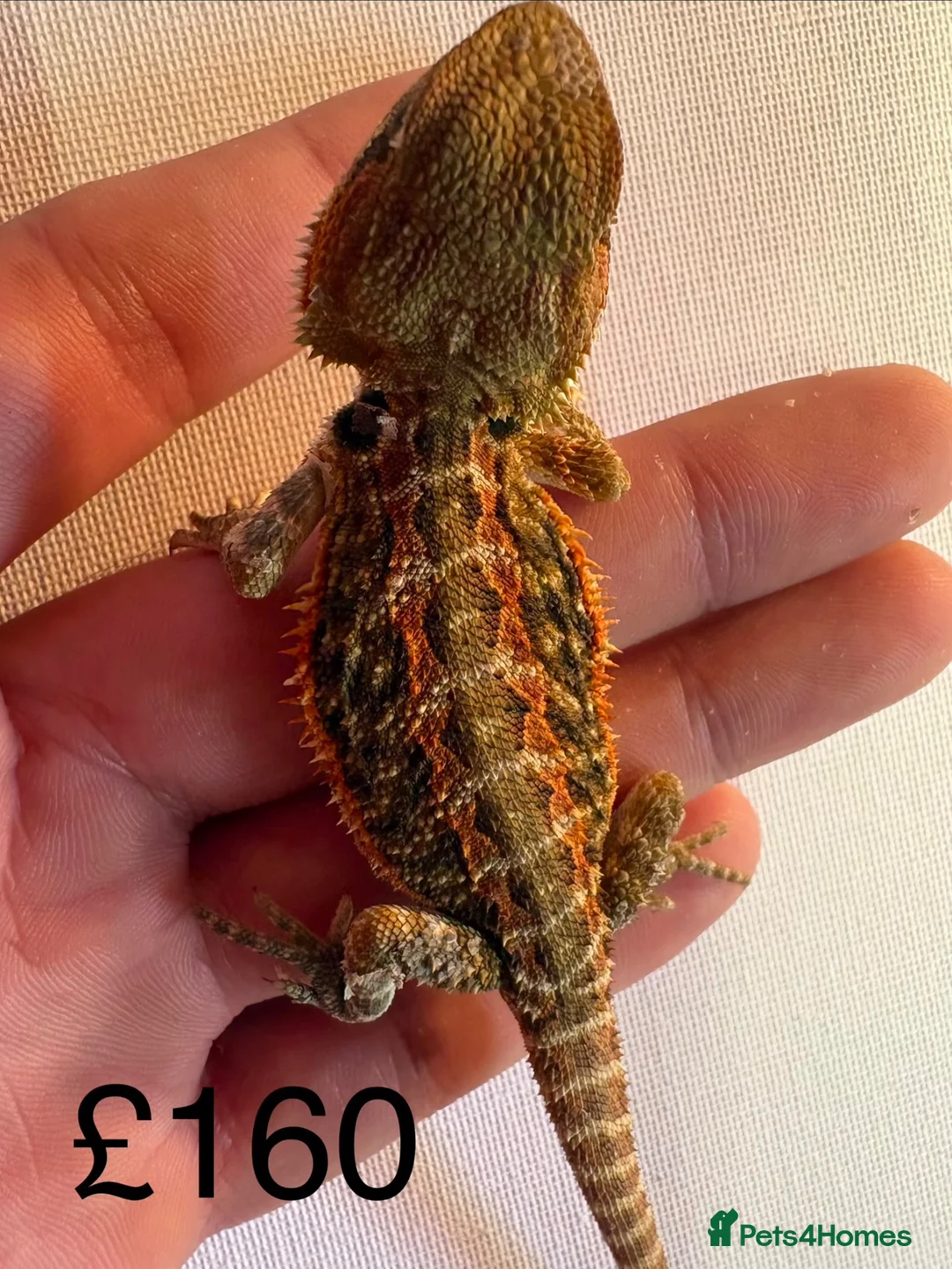 Bearded Dragon reptiles for sale: Beautiful baby bearded dragons  - Advert 2