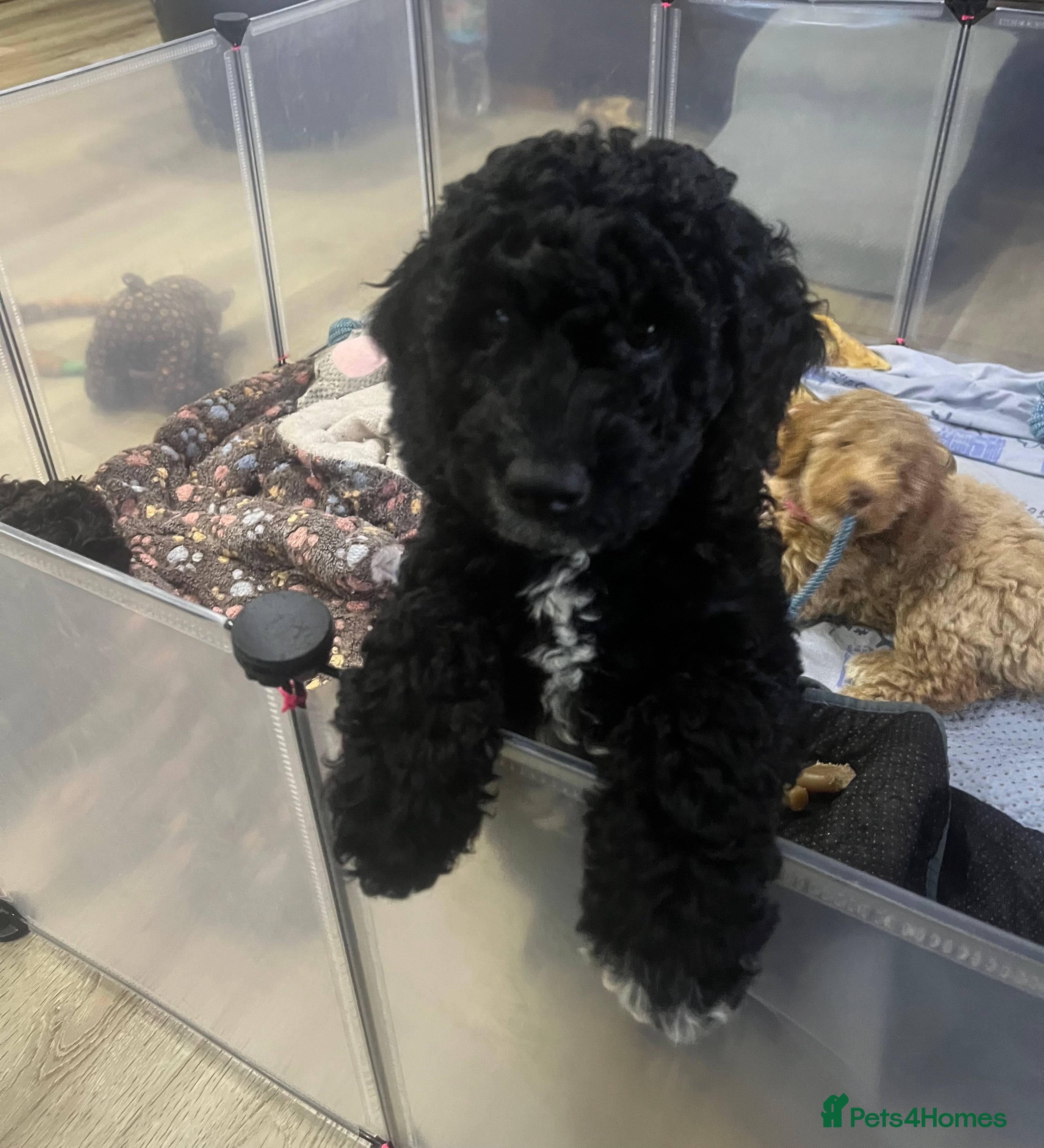 Cockapoo dogs 1 curly fluffy cockapoo boy left  - Advert 17