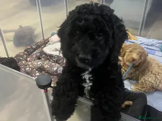 Cockapoo dogs 1 curly fluffy cockapoo boy left - Advert 17