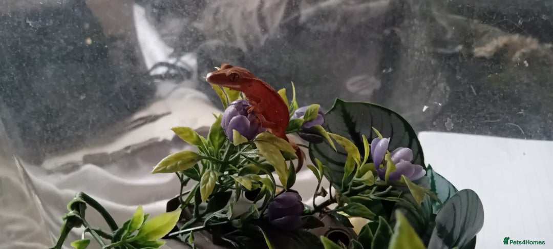 Gecko reptiles for sale: Crested Gecko Morph Hatchlings/Juveniles - Image 6