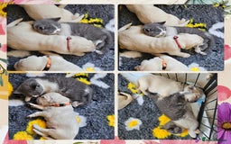 Golden Retriever dogs for sale: 9 KC registered, from imported lines puppies  - Image 31