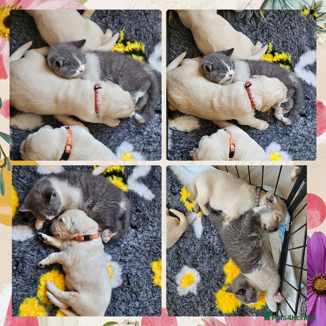 Golden Retriever dogs for sale: 9 KC registered, from imported lines puppies  - Image 31