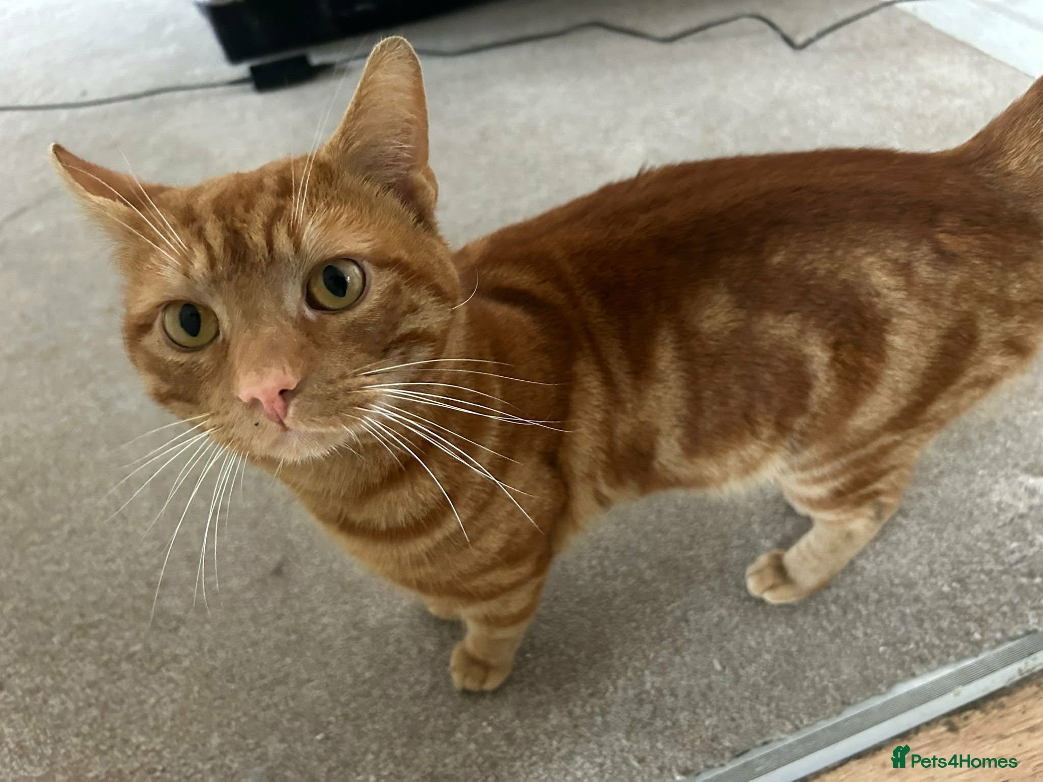 Mixed Breed cats A 3 year old friendly Rescue Ginger  - Advert 10