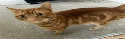 Mixed Breed cats for sale: A 3 year old friendly Rescue Ginger  - Advert 1