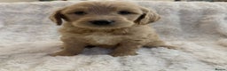 Goldendoodle dogs for sale: Beautiful golden doodles  - Advert 8