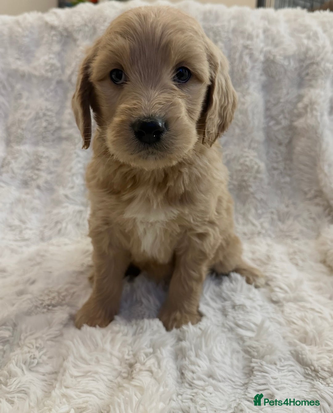 Goldendoodle dogs for sale: Beautiful golden doodles  - Advert 8