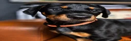 Dobermann dogs for sale: KC reg Dobie Pups | Two girls available - Advert 6