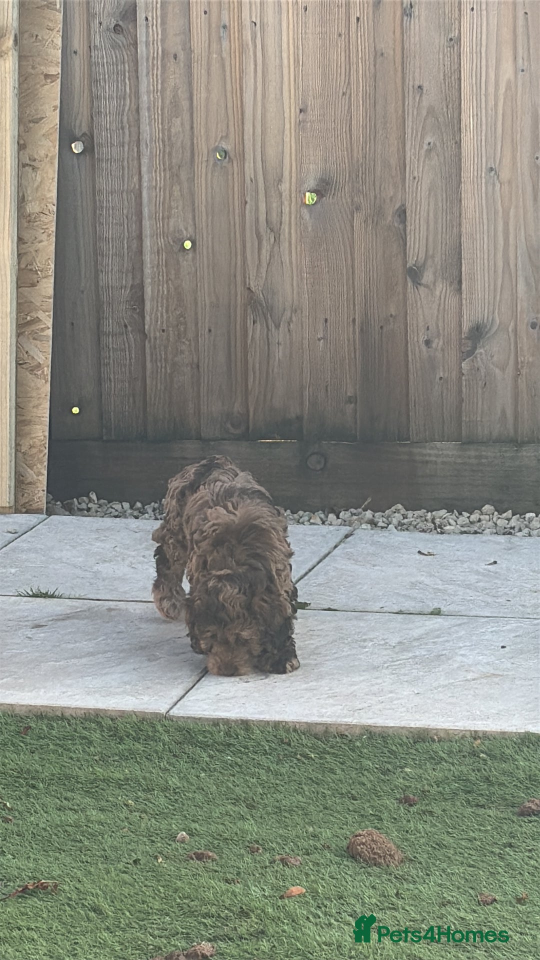 Cockapoo dogs for sale: Stunning F2 Chocolate Merle Cockapoo girl puppy - Image 3