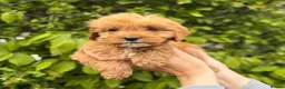 Cockapoo dogs for sale: Gorgeous F1 Cockapoo puppies in Tonbridge - Advert 14